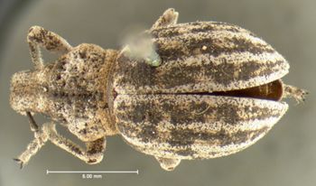 Media type: image;   Entomology 292 Aspect: habitus dorsal view